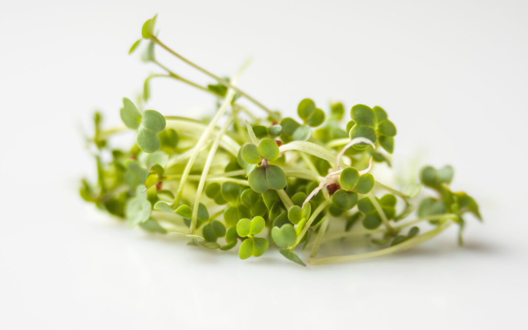 image of broccoli sprouts
