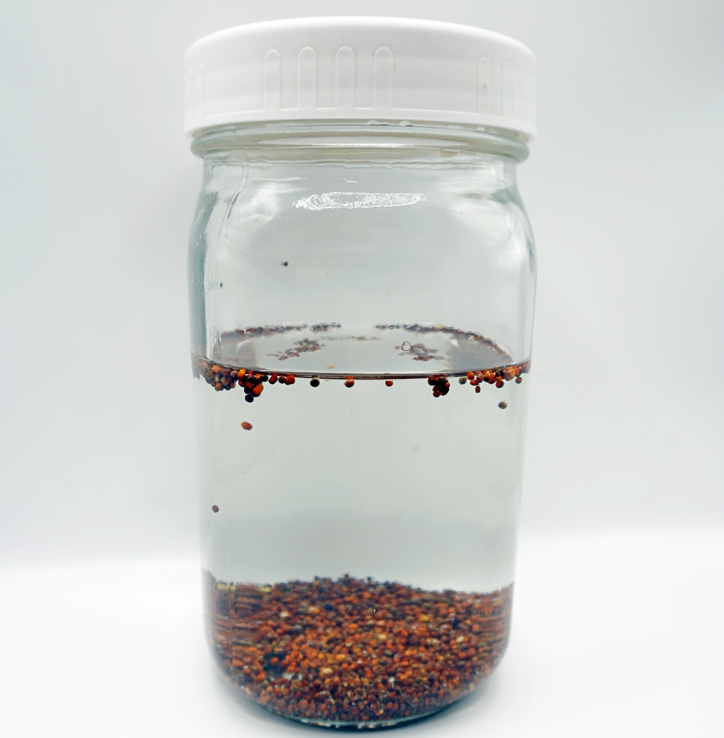 broccoli sprouting jar with seeds soaking in water