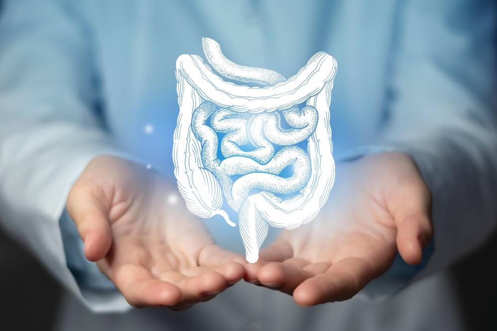 image of hands holding the small and large intestine
