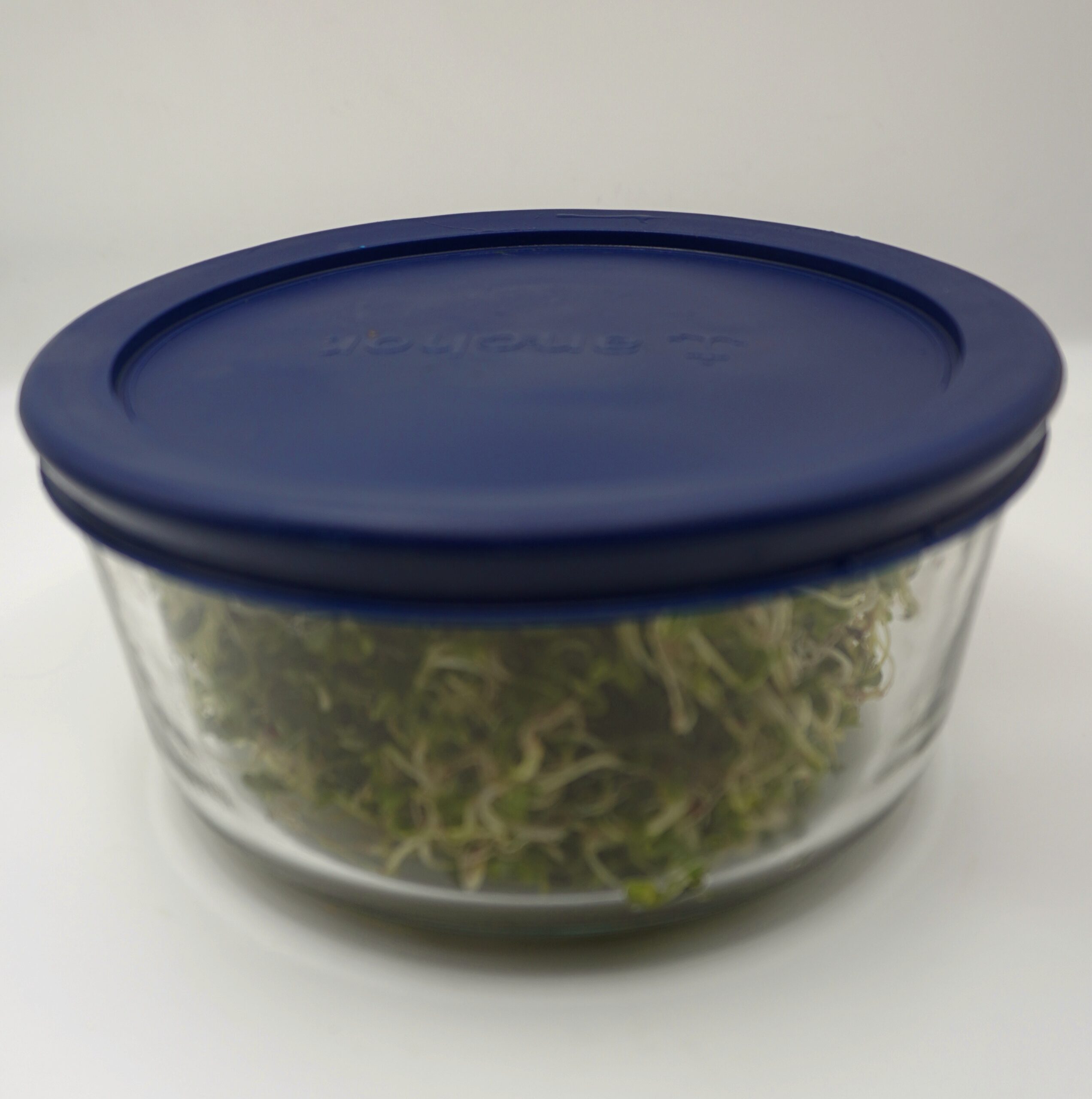 Broccoli sprouts in a glass jar with a blue lid