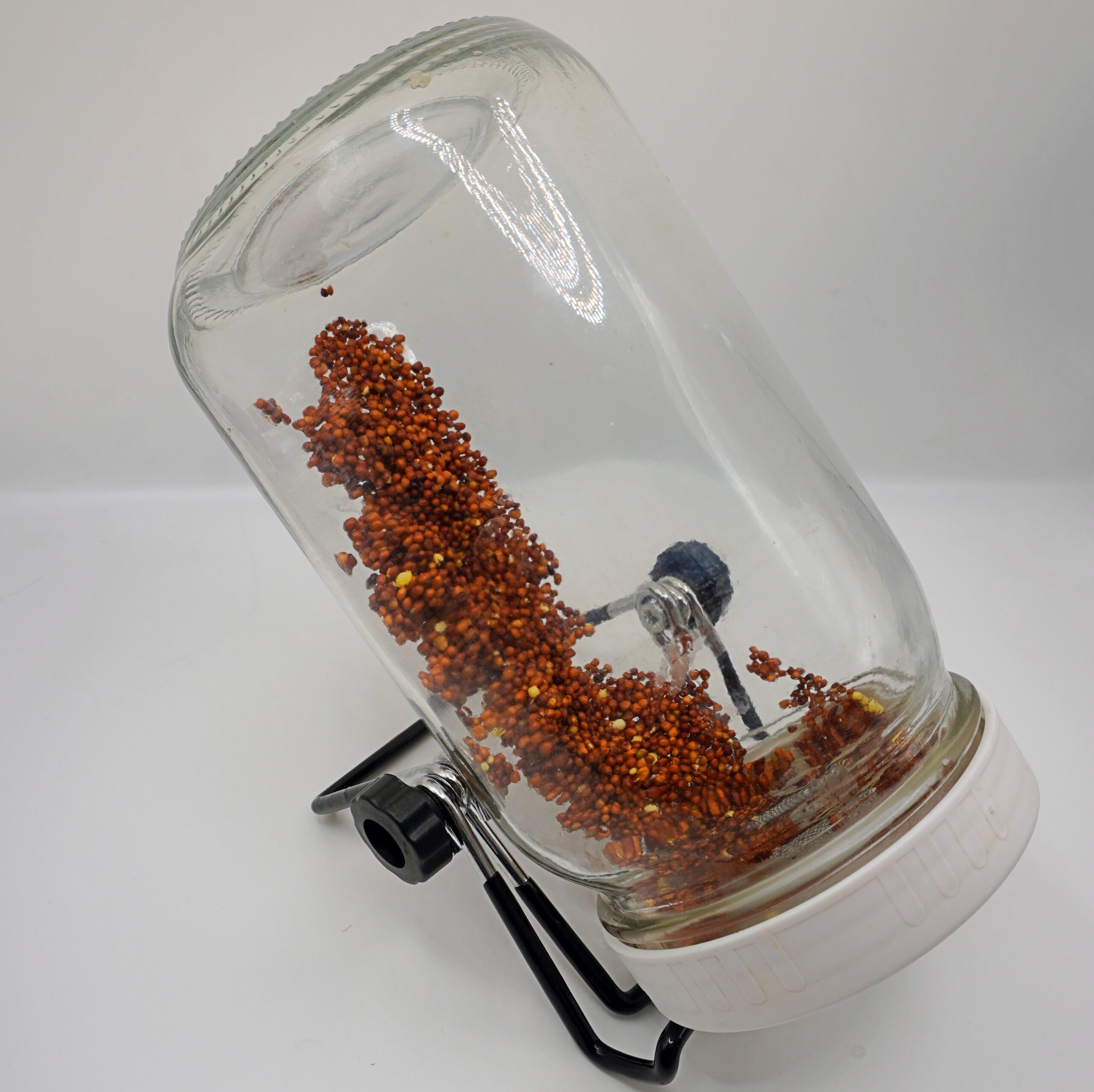 Broccoli Seeds Drained in a sprouting jar turned upside down