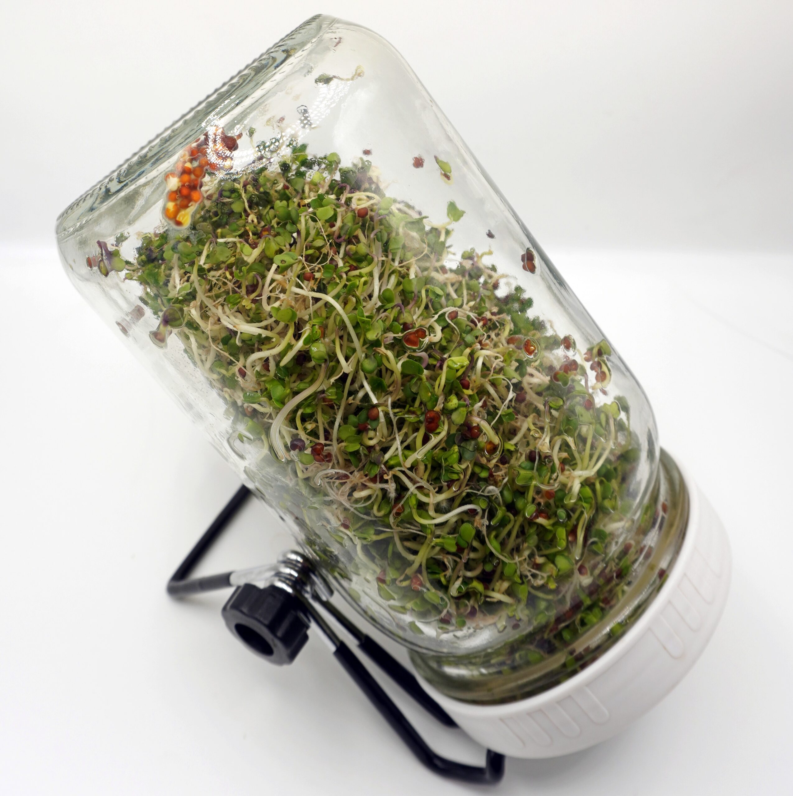 Broccoli sprouts in sprouting jar turned upside down with sprouts showing green leaves