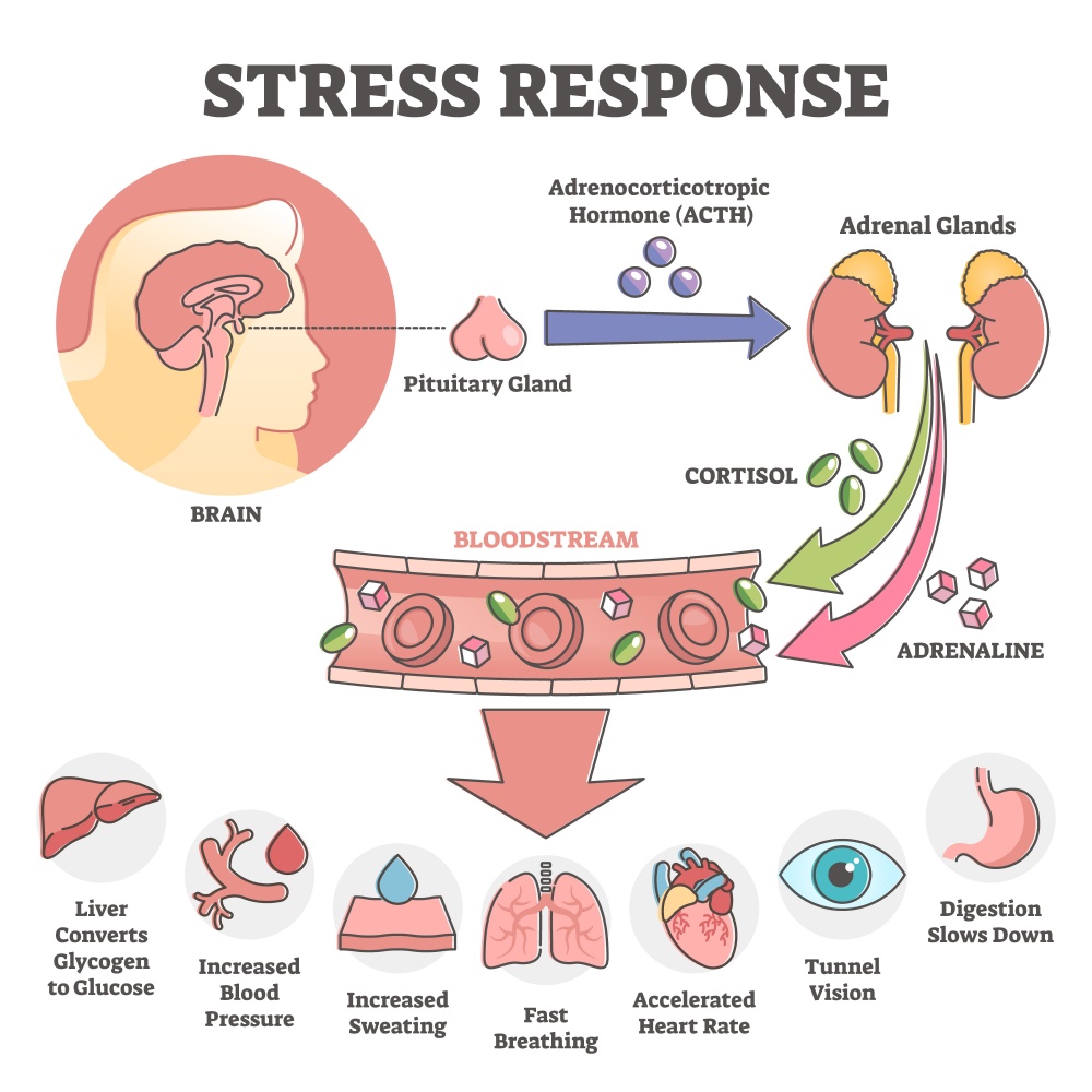 image of the HPA axis and cortisol response to stress