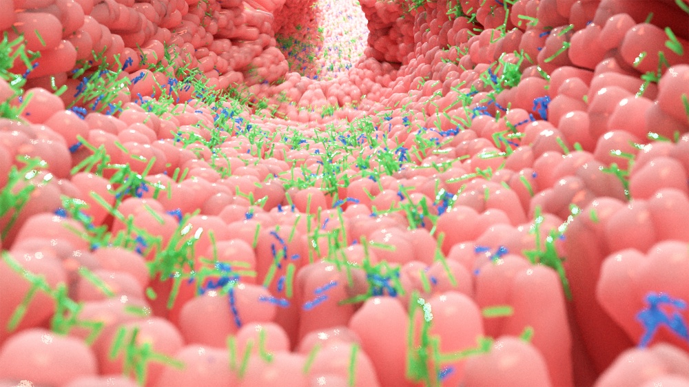 gut microbiota in the intestine