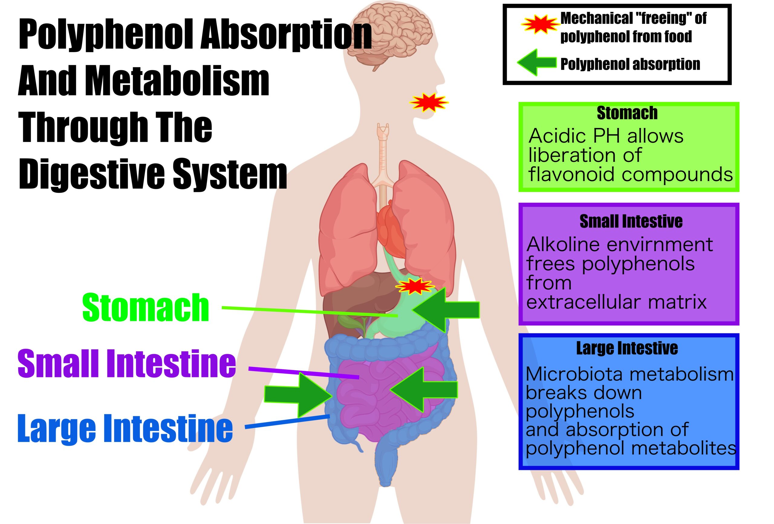 polyphenol absorption